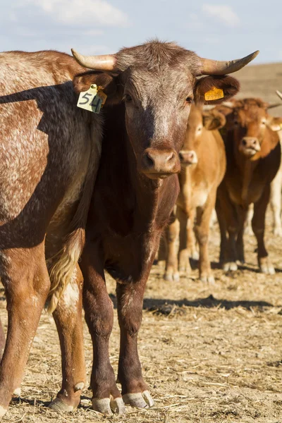 Brown cow — Stock Photo, Image