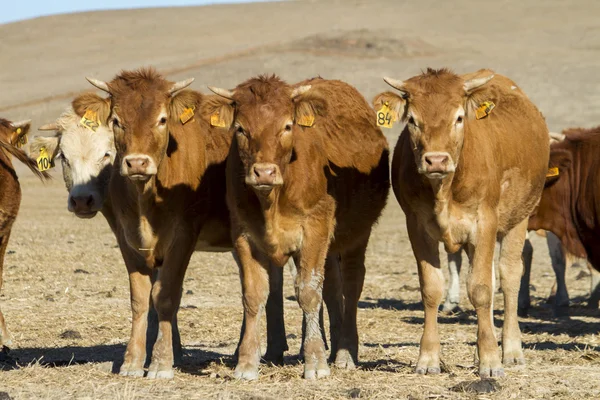 Vacas marrons — Fotografia de Stock
