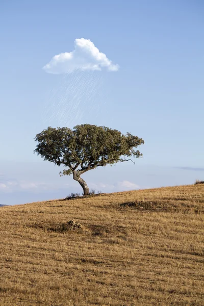 White cloud pours rain on tree — Stock Photo, Image