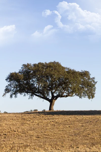 ต้นไม้โดดเดี่ยว — ภาพถ่ายสต็อก