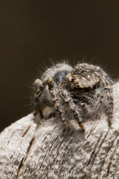 Gri örümcek atlama — Stok fotoğraf