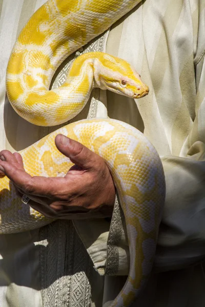美丽的黄色 python 蛇 — 图库照片