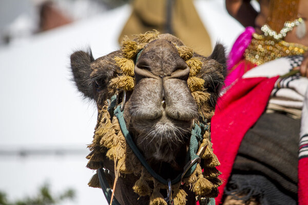 medieval camel