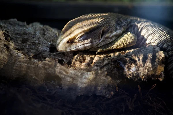 Sleeping lizard — Stock Photo, Image