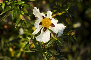 Cistus ladanifer çiçek