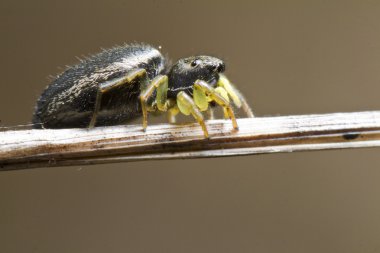 heliophanus hava örümcek