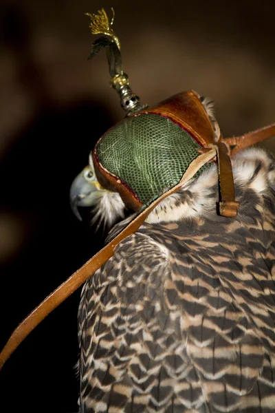 Halcón peregrino — Foto de Stock