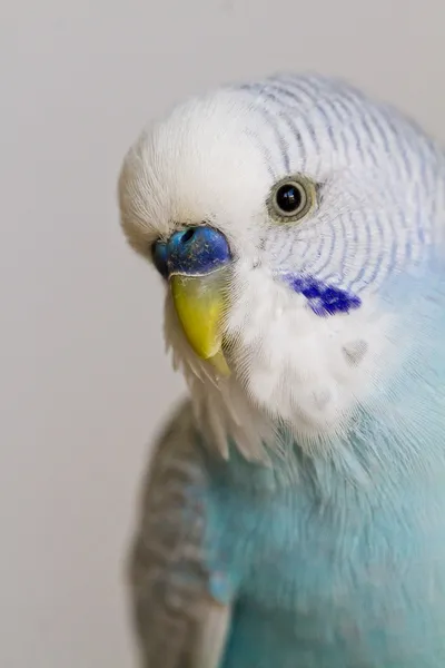 Parakeet comun pentru animale de companie — Fotografie, imagine de stoc