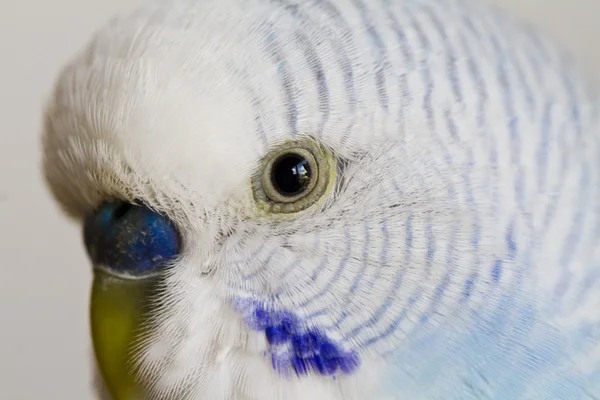 Közös kedvtelésből tartott papagáj — Stock Fotó