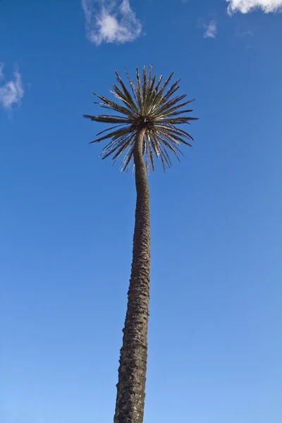 Washingtonia robusta — Stock Photo, Image