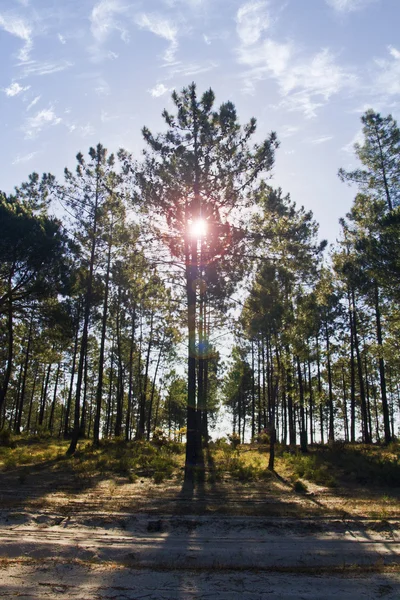 Pine trees — Stock Photo, Image