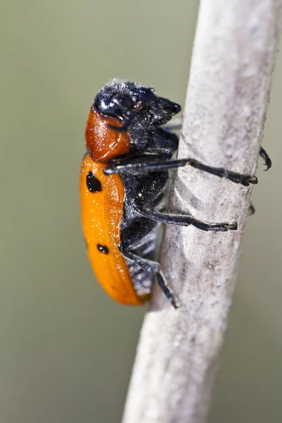 Leaf Beetle (Lachnaia paradoxa) — Stock Photo, Image