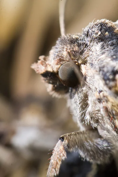 Nocturnal moth — Stock Photo, Image