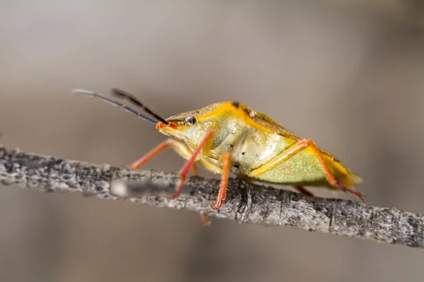 Smród Bug (Carpocoris fuscispinus) — Zdjęcie stockowe