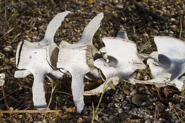 Wervelkolom schapen botten terug — Stockfoto