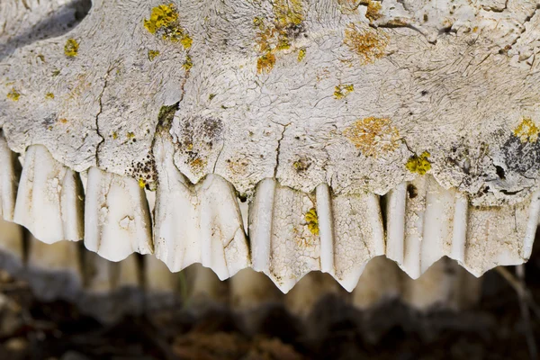 Jaw with teeth of sheep — Stock Photo, Image