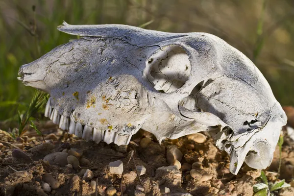 Cranio di pecora — Foto Stock