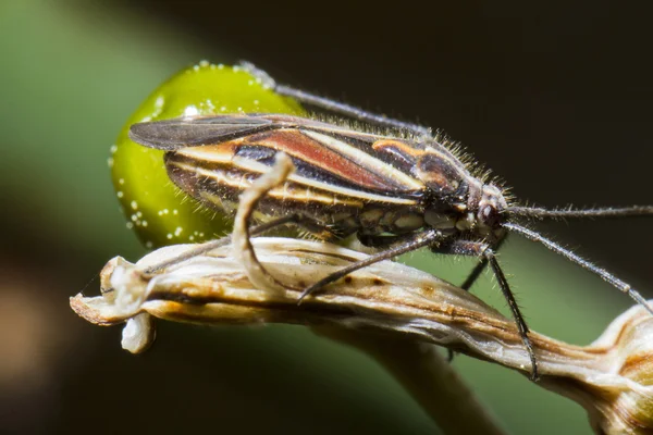 Jumping Tree Bug (Horistus orientalis) — Stock Photo, Image