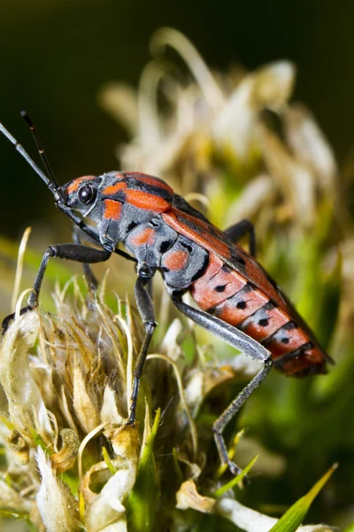 Chinch Bug (Spilostethus pandurus) ) — стоковое фото