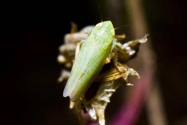 Cicadellidae (Zygina nivea) — Fotografia de Stock