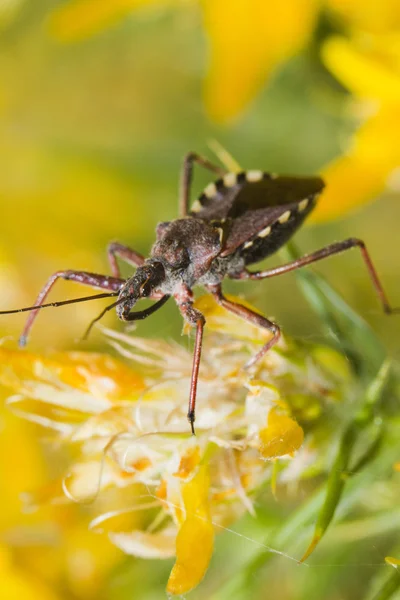 Assassin böcek (Rhynocoris cuspidatus) — Stok fotoğraf