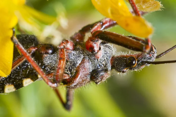 Assassin Bug (Rhynocoris cuspidatus) — Stock Photo, Image