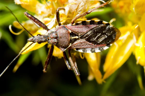 Bug assassin (Rhynocoris cuspidatus) ) — Photo