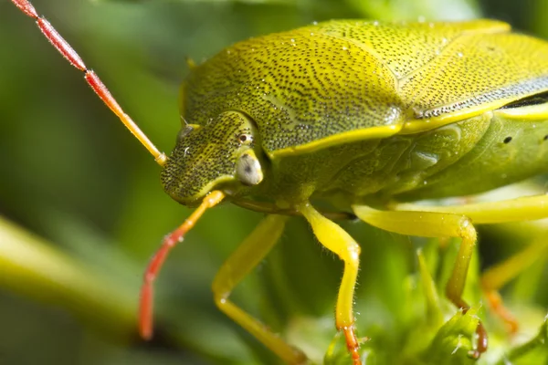 Pis böcek (Nezara viridula) — Stok fotoğraf