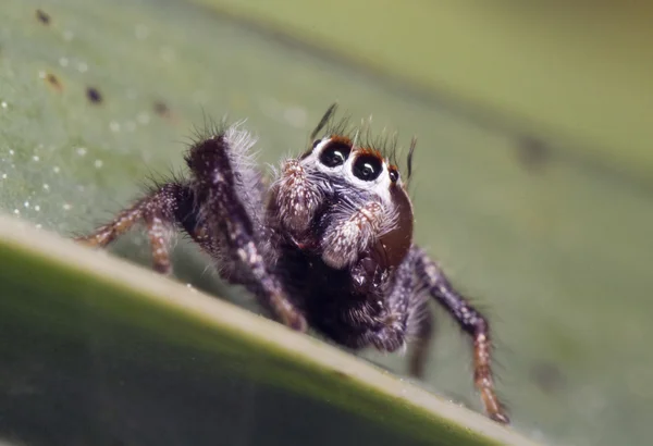 Aranha saltitante cinza — Fotografia de Stock