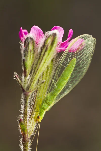 Зелений Lacewing (Chrysoperla carnea) — стокове фото