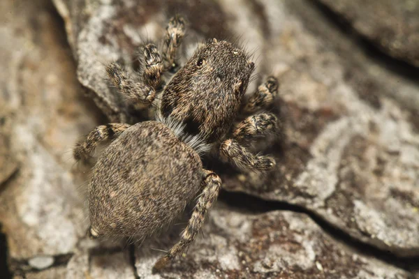 Graue Springspinne — Stockfoto