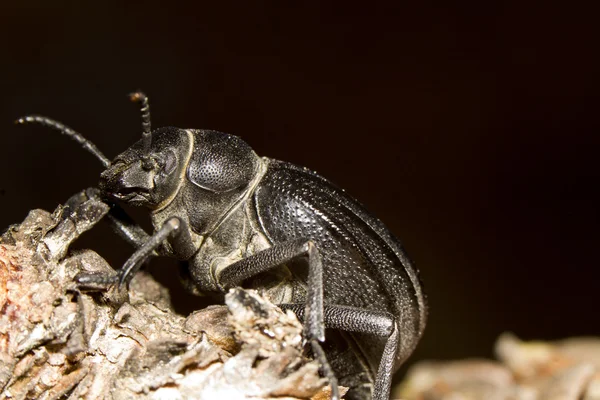 Svart skalbagge (Pimelia costata) — Stockfoto