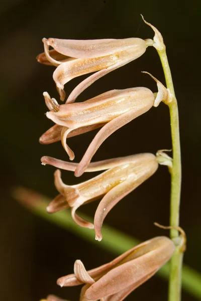 Dipcadi serotinum kwiatów — Zdjęcie stockowe