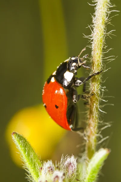 Krásná Beruška hmyz — Stock fotografie