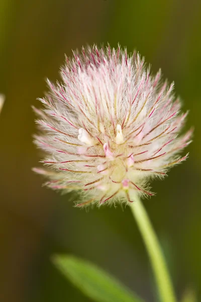 Fiore di trifolio — Foto Stock