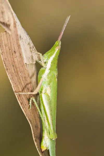 Saltamontes verdes (Pyrgomorpha conica ) — Foto de Stock