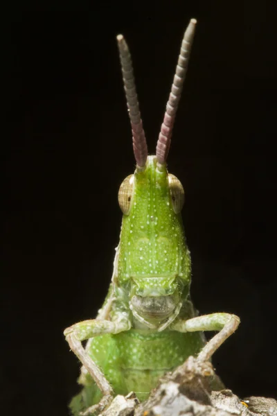 Зеленый кузнечик (Pyrgomorpha conica ) — стоковое фото