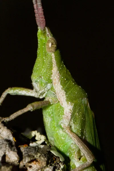 Green grasshopper (Pyrgomorpha conica) — Stock Photo, Image