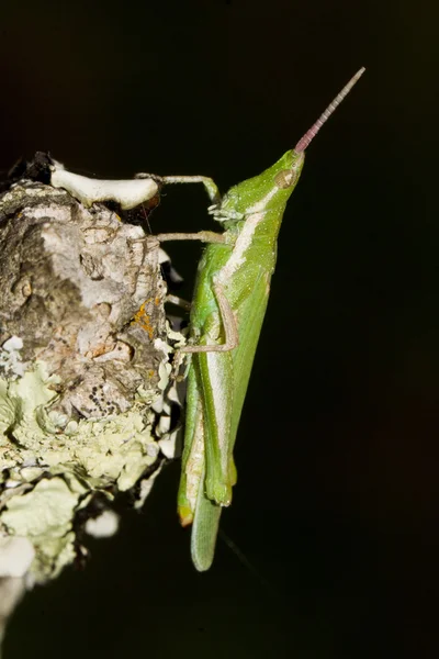 Green grasshopper (Pyrgomorpha conica) — Stock Photo, Image