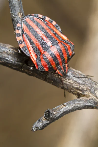 Graphosoma lineatum bug — Photo