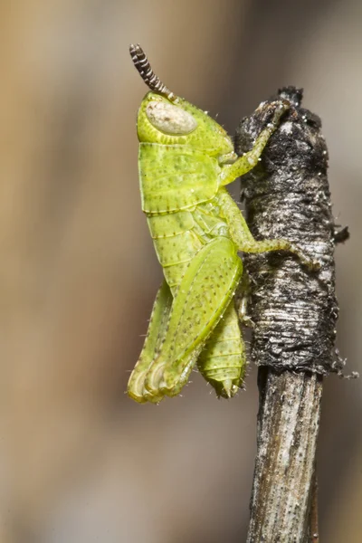 Зеленый кузнечик (Pezotettix giornae ) — стоковое фото