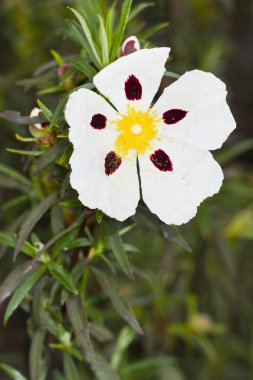 Cistus ladanifer çiçek