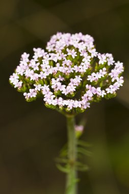 centranthus calcitrapae