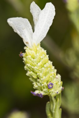 Lavanta (Lavandula pedunculata)