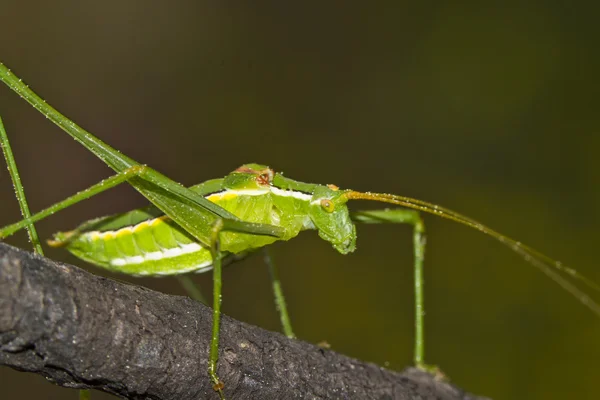 绿色蚱蜢 (phaneroptera 黄花) — 图库照片