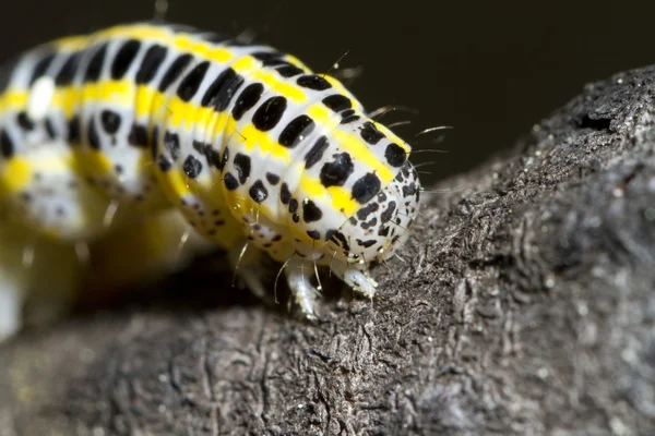 Cabbage caterpillar — Stock Photo, Image