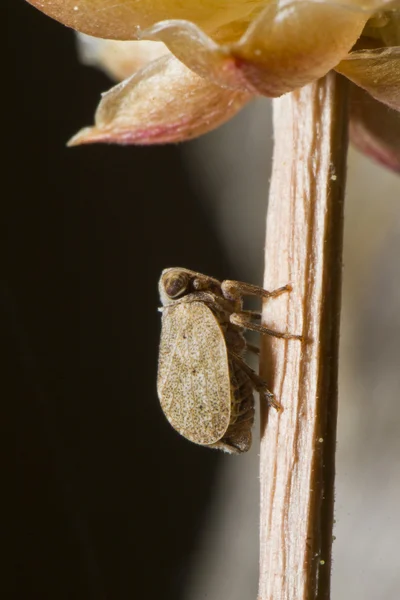 Agalmatium bilobum — Fotografia de Stock