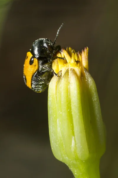 Лист Жука (Lachnaia paradoxa ) — стоковое фото