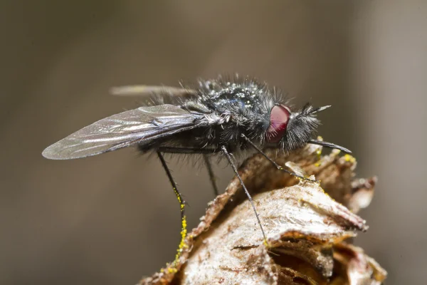 Bombyliidae mosca — Fotografia de Stock