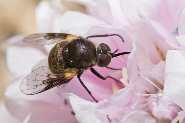 Bombylius bee-fly — Stock Photo, Image